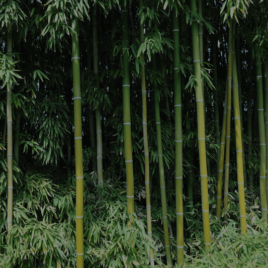 Why We LUV Bamboo - GUUD Products