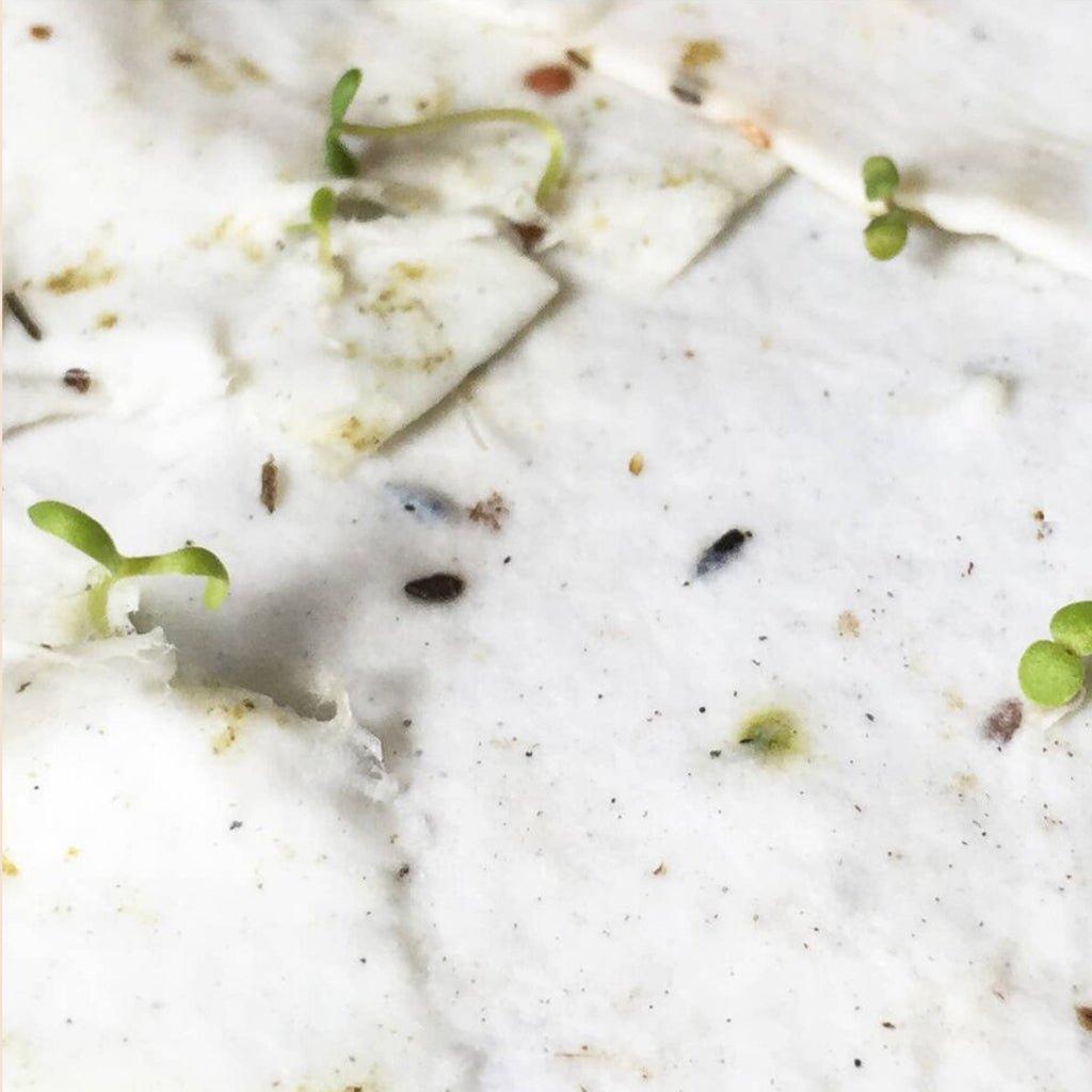 12 - pack Seeded Blank Greeting Cards - GUUD Products