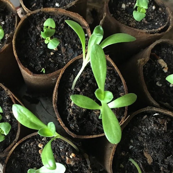 12 - pack Seeded Blank Greeting Cards - GUUD Products