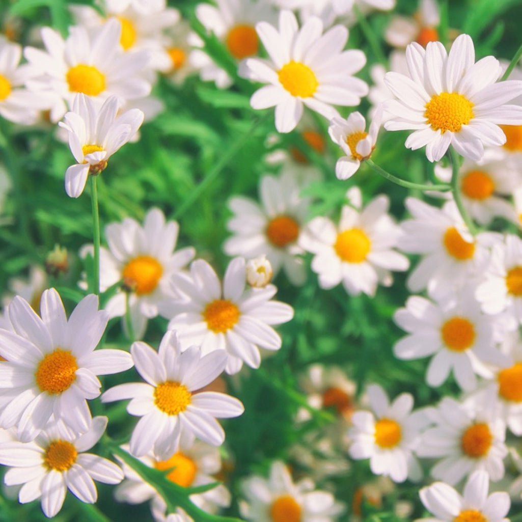 12 - pack Seeded Blank Greeting Cards - GUUD Products