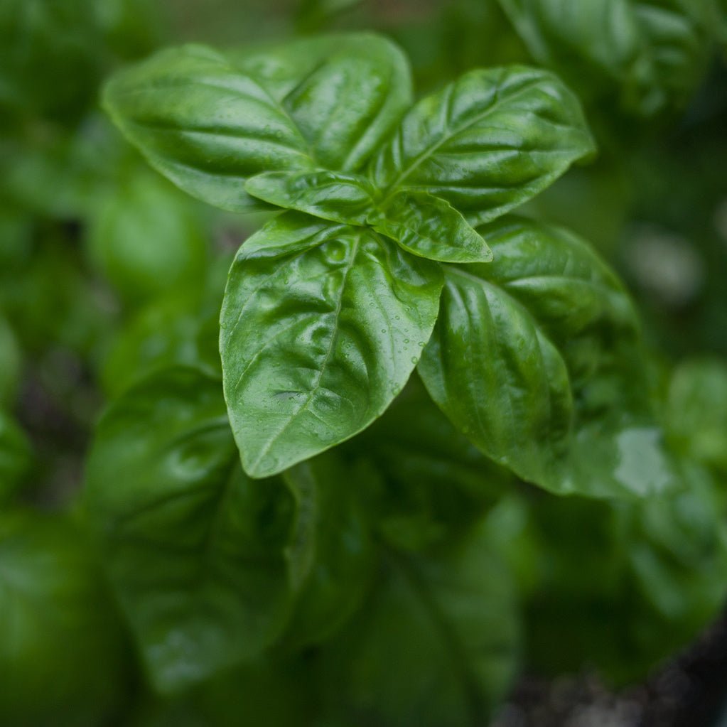 12 - pack Seeded Blank Greeting Cards - GUUD Products