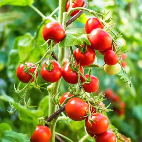 12 - pack Seeded Blank Greeting Cards - GUUD Products