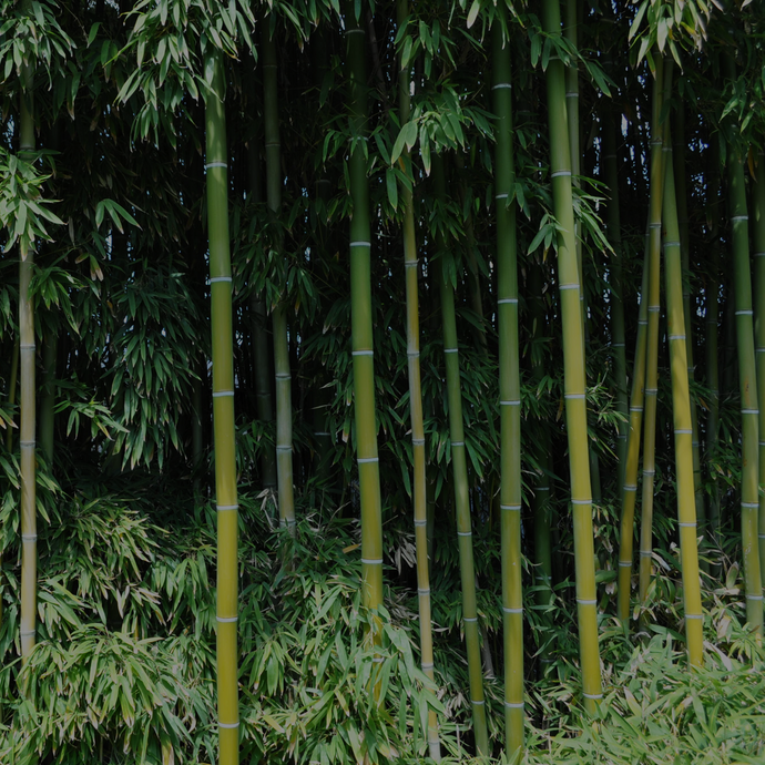 Why We LUV Bamboo